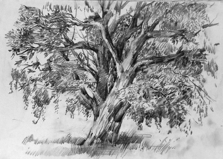 Зарисовки деревьев карандашом пленэр