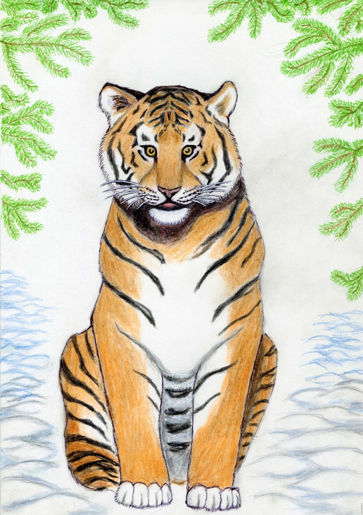Рисунок тигр поэтапно - 51 фото