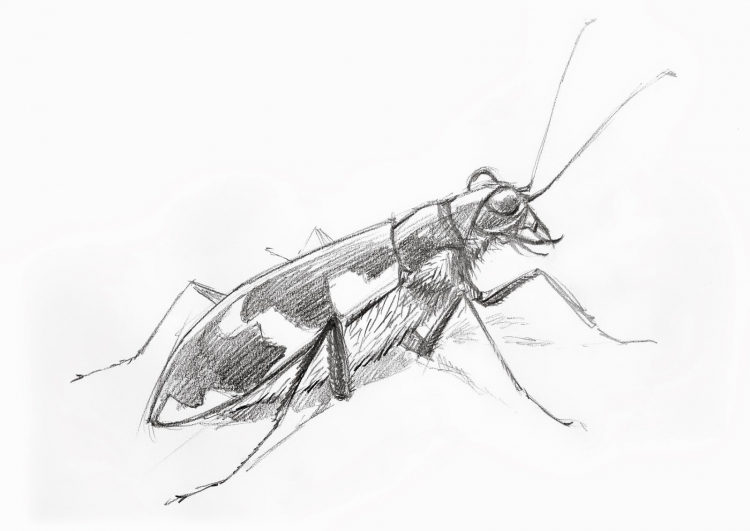 Наброски насекомых карандашом