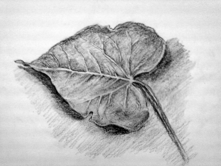 Зарисовка листьев с натуры