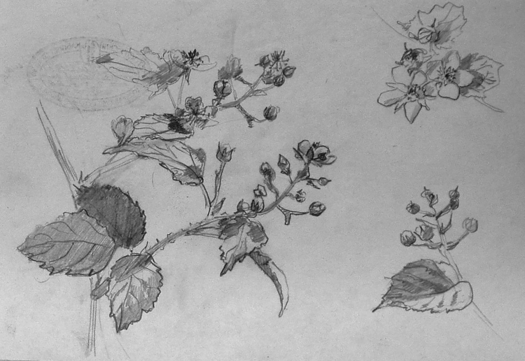 Зарисовки растений карандашом пленэр