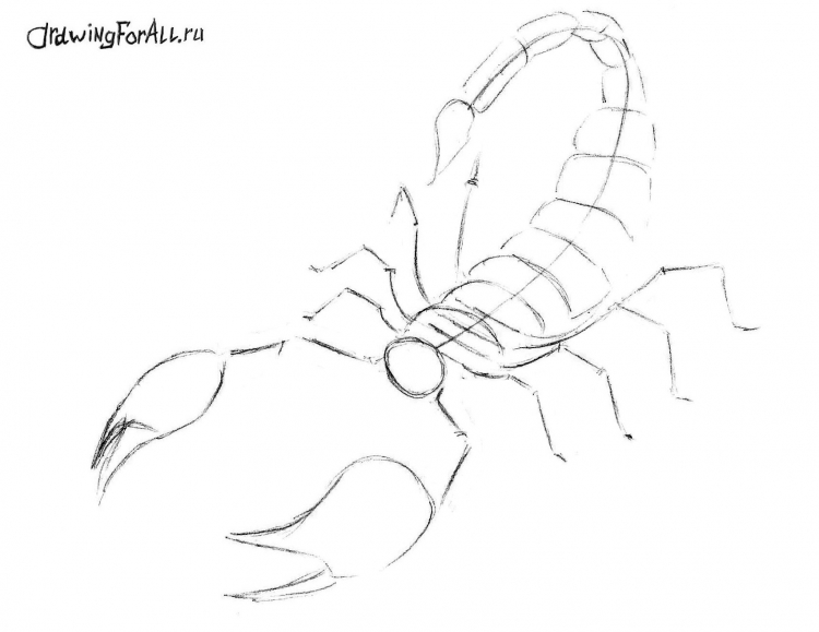 Скорпион поэтапно карандашом