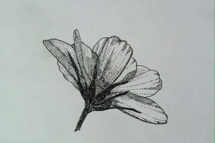 Зарисовки растений гелевой ручкой