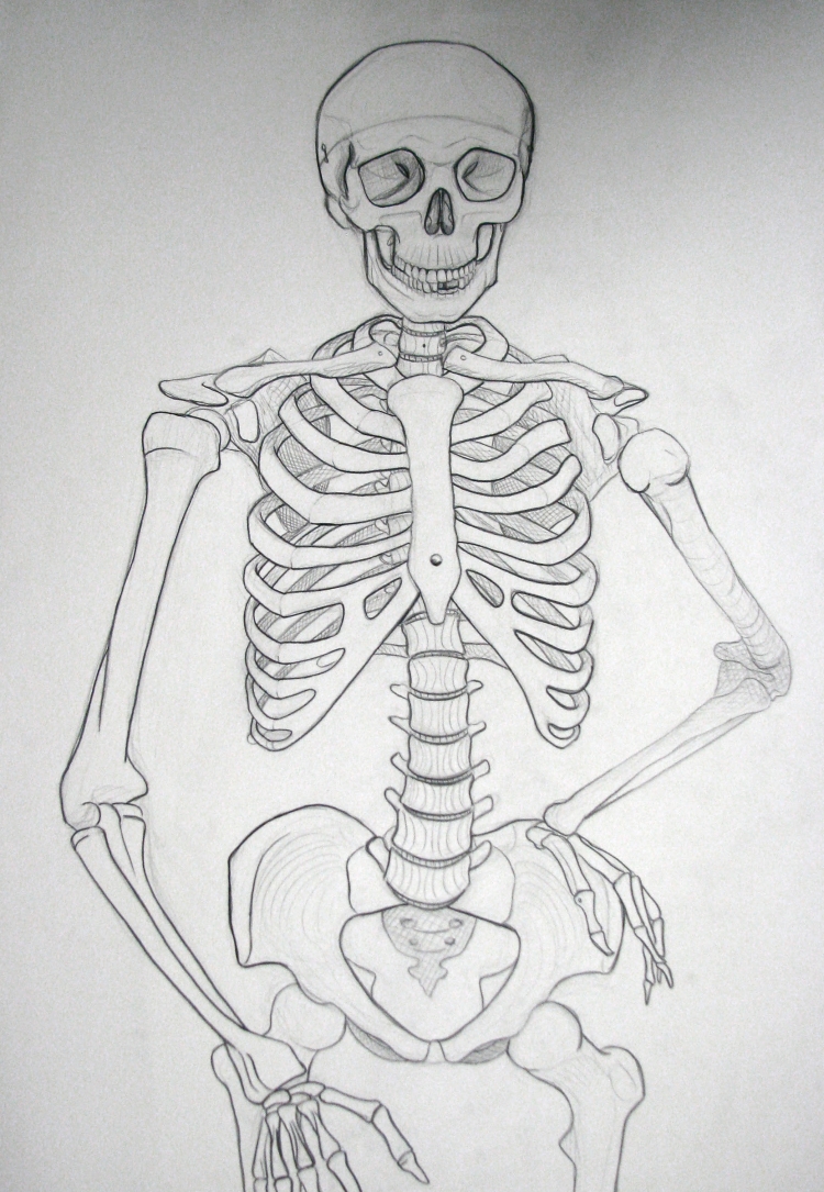 Скелет поэтапно карандашом