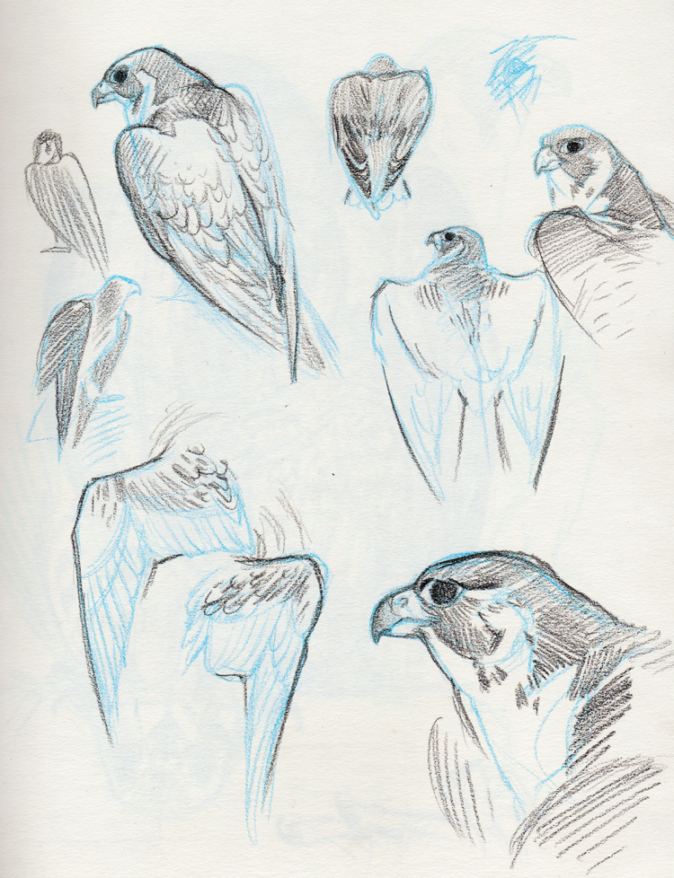 Анатомические зарисовки птиц