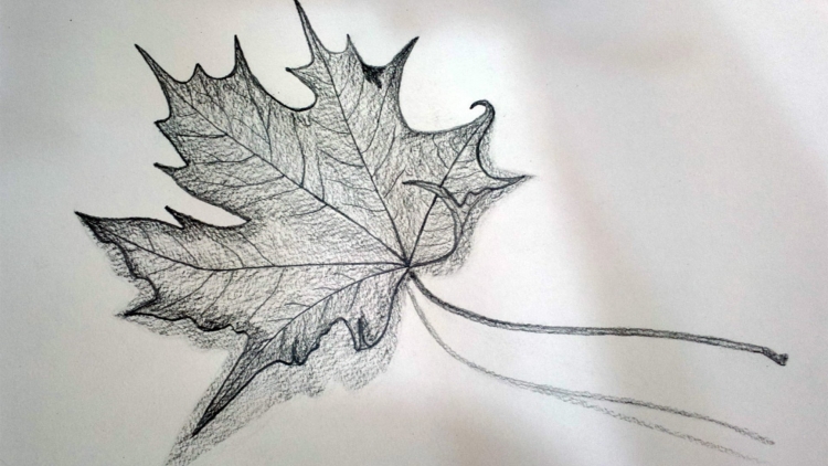 Наброски осенних листьев карандашом