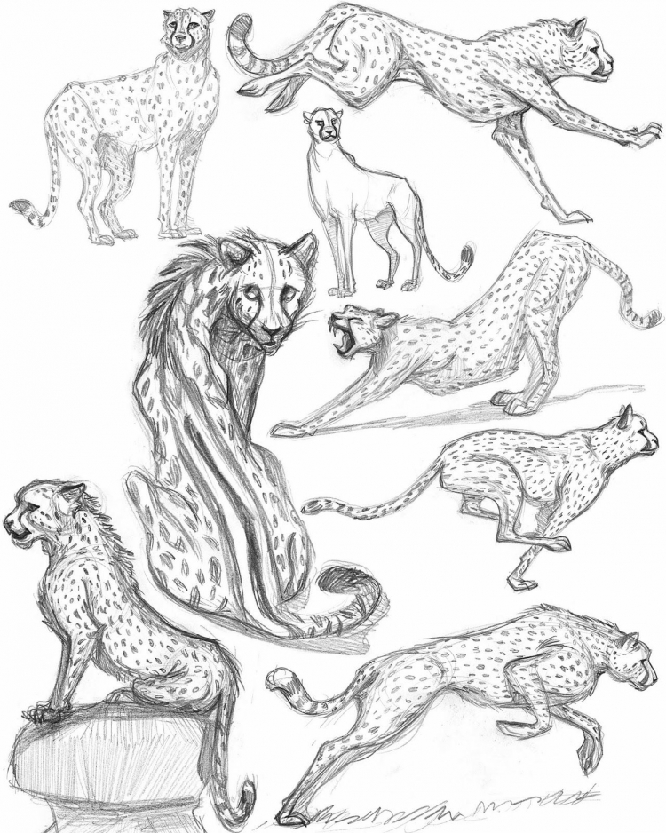 Зарисовки разных животных