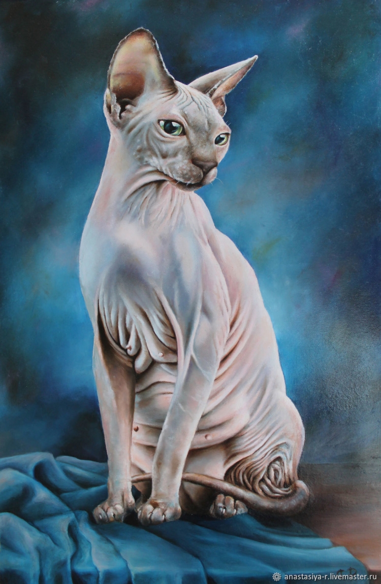 Кот сфинкс портрет