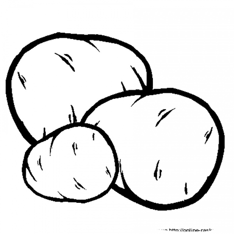 Зарисовки картофеля