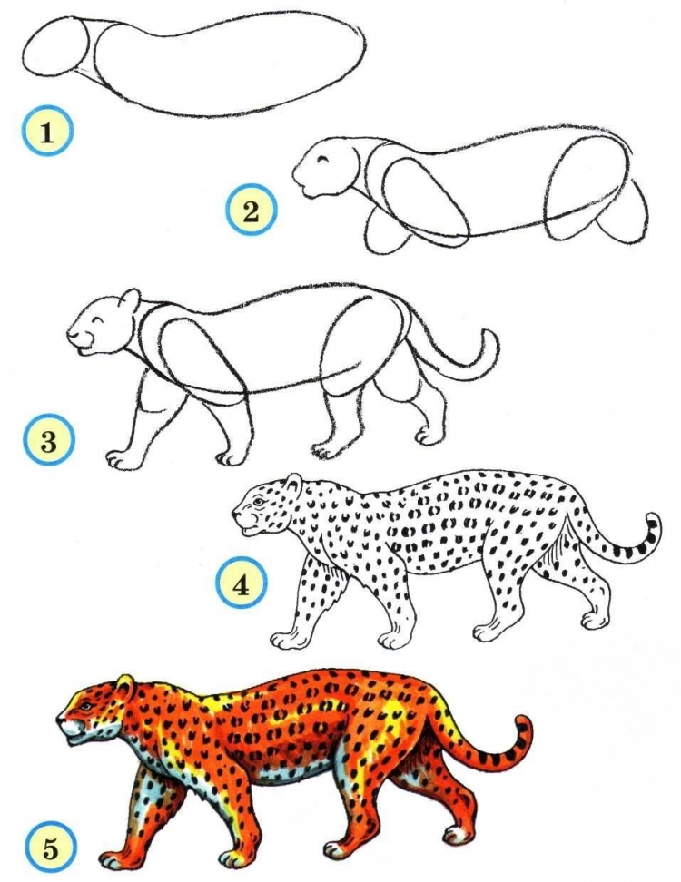 Леопард рисунок для детей поэтапно