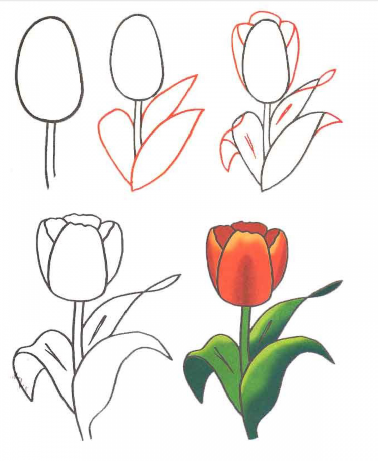 Тюльпаны рисунок для детей поэтапно