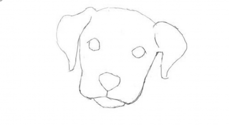 Морда собаки рисунок поэтапно