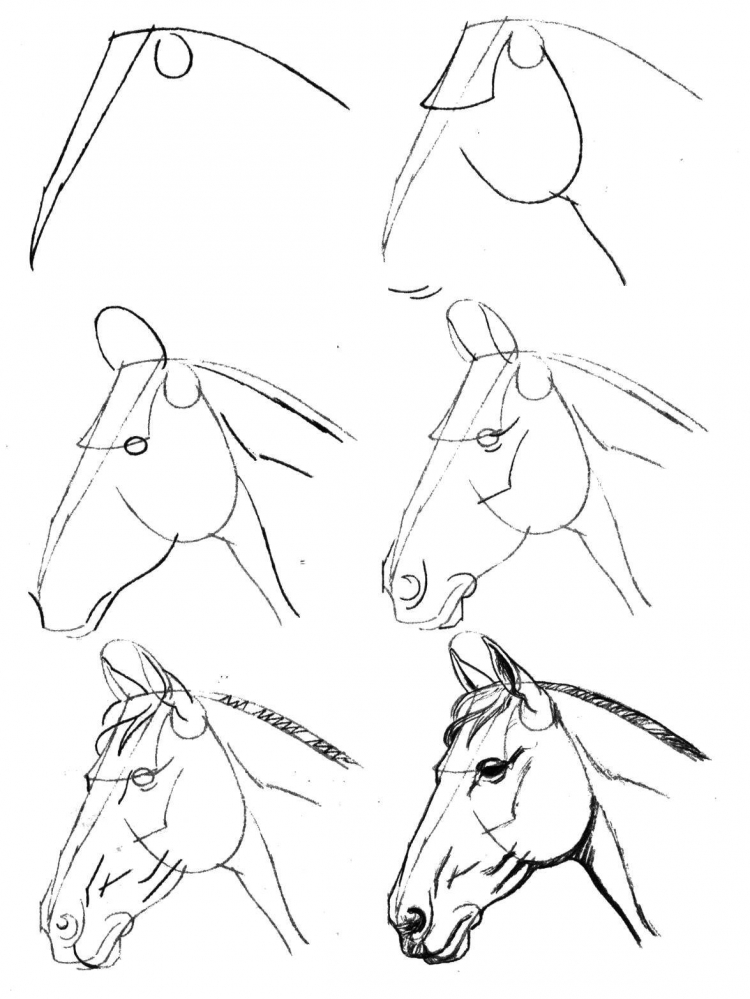 Морда лошади рисунок карандашом поэтапно