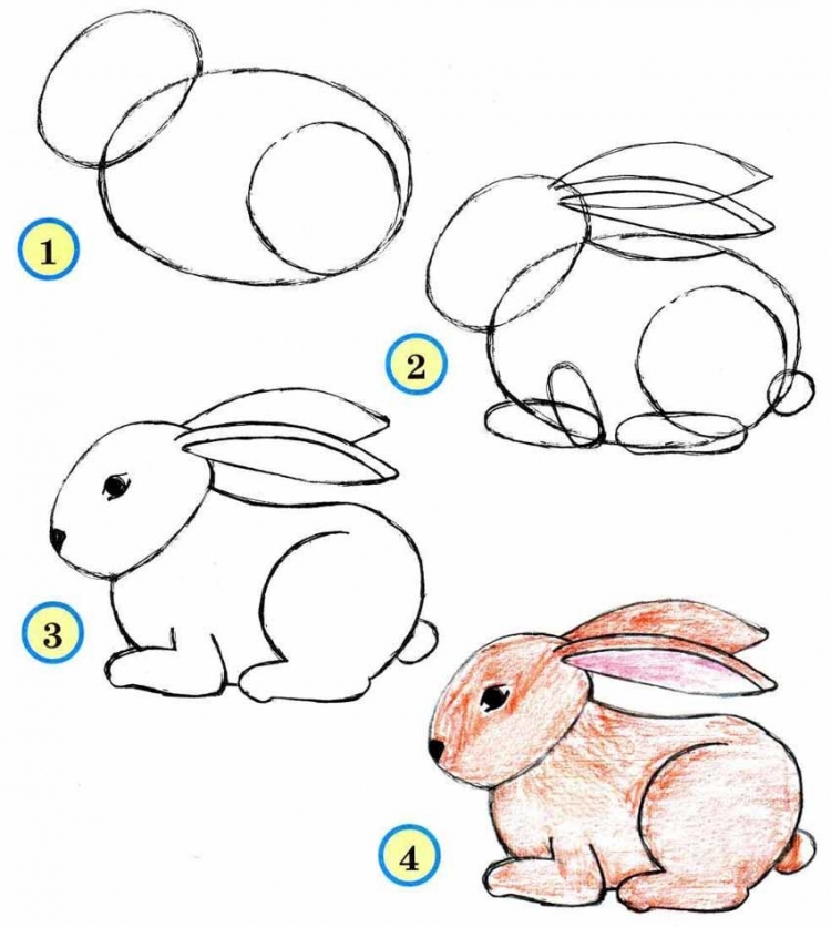 Рисуем зайца поэтапно карандашом для начинающих
