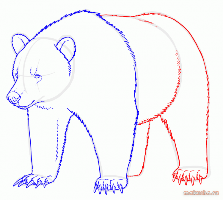 Рисуем морду медведя поэтапно карандашом