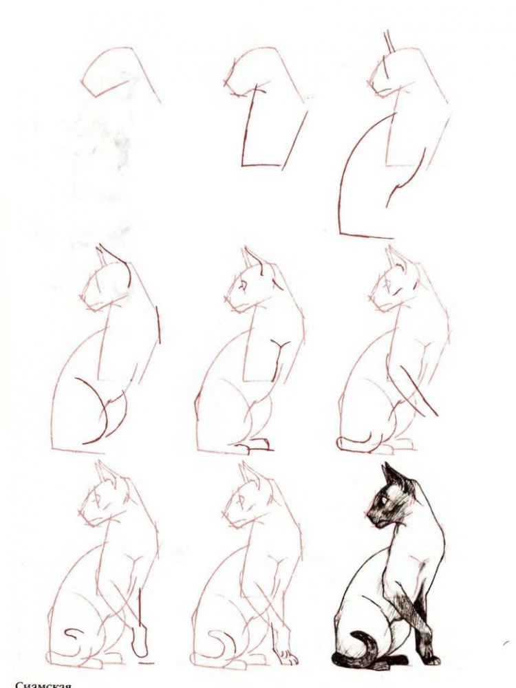 Рисуем сиамскую кошку карандашом поэтапно