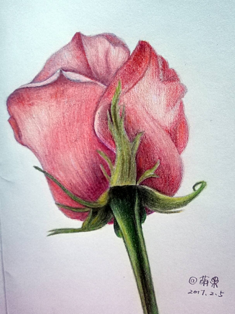 Роза цветными карандашами поэтапно