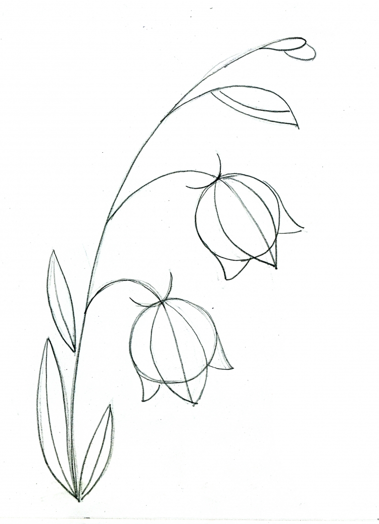 Колокольчик цветок рисунок поэтапно
