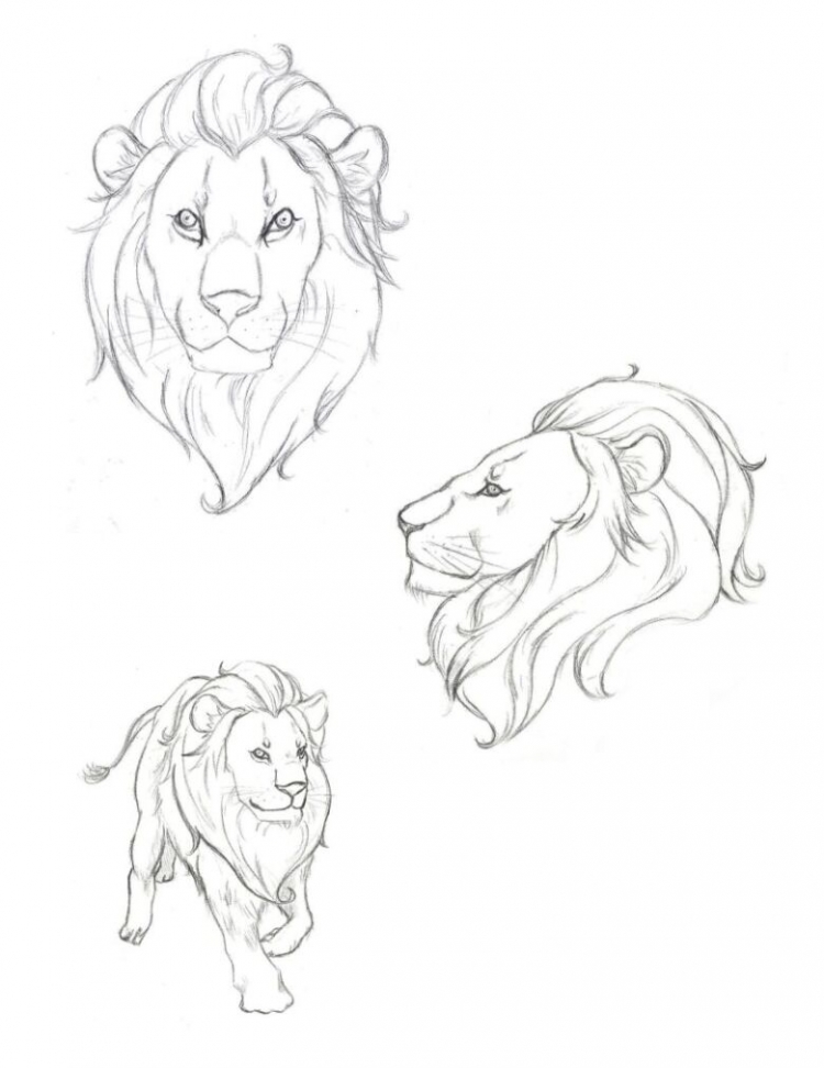 Голова Льва рисунок поэтапно