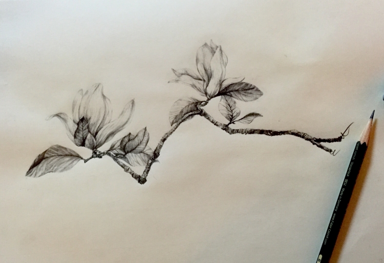 Зарисовки веточек деревьев карандашом