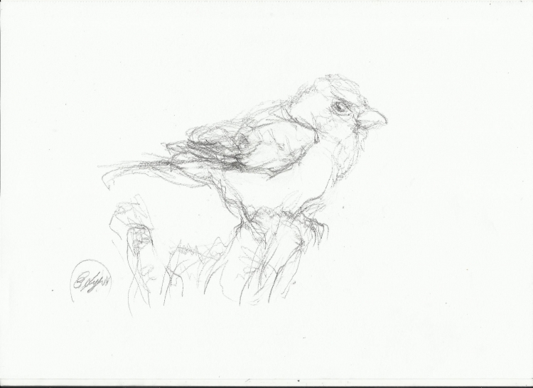 Зарисовки и этюды птиц