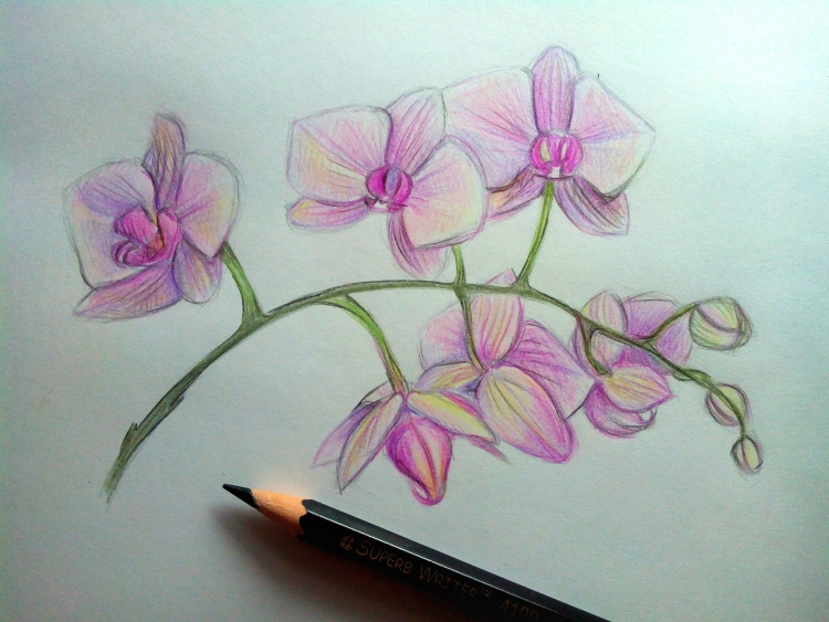 Орхидея рисунок поэтапно