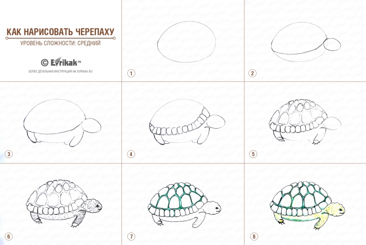 Поэтапный рисунок черепахи