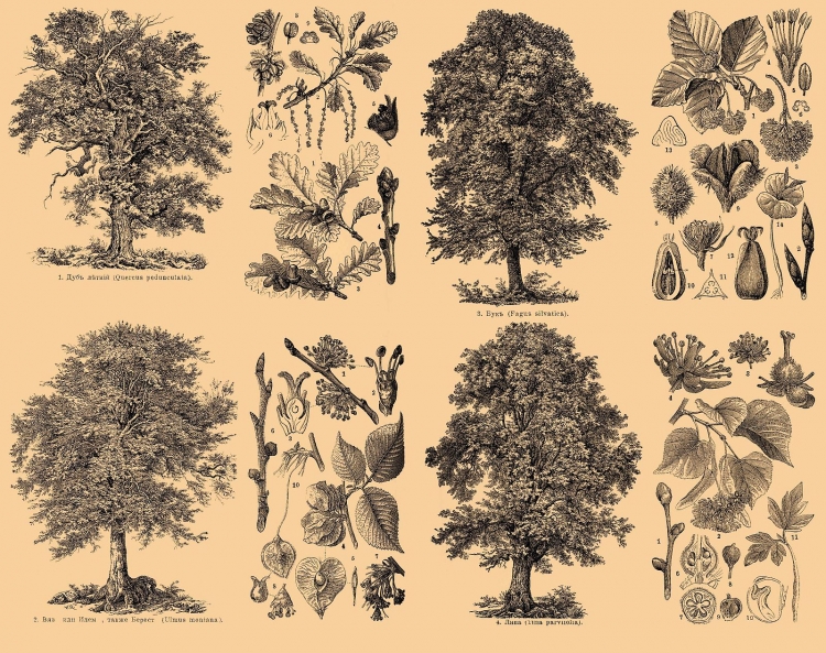 Зарисовки листьев различных пород деревьев
