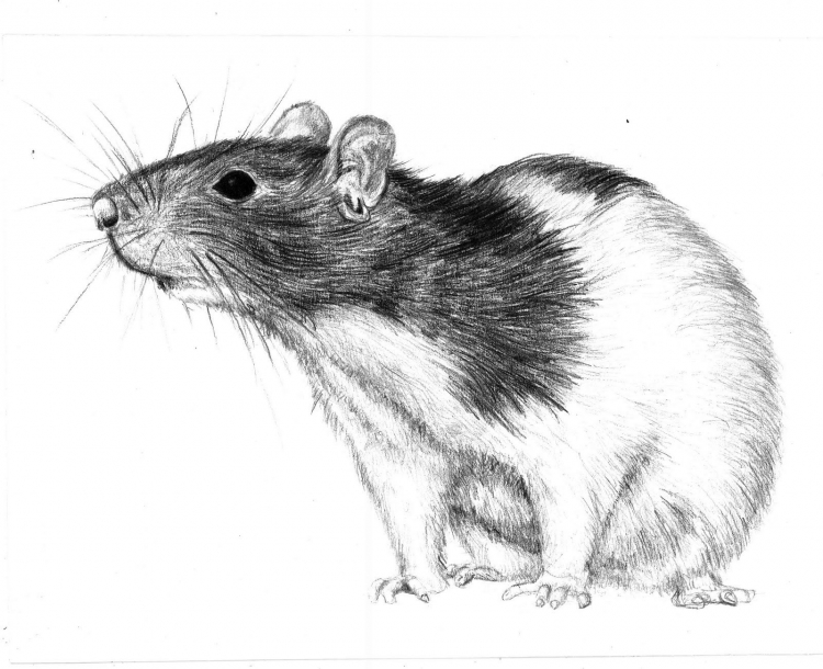 Наброски крысы карандашом