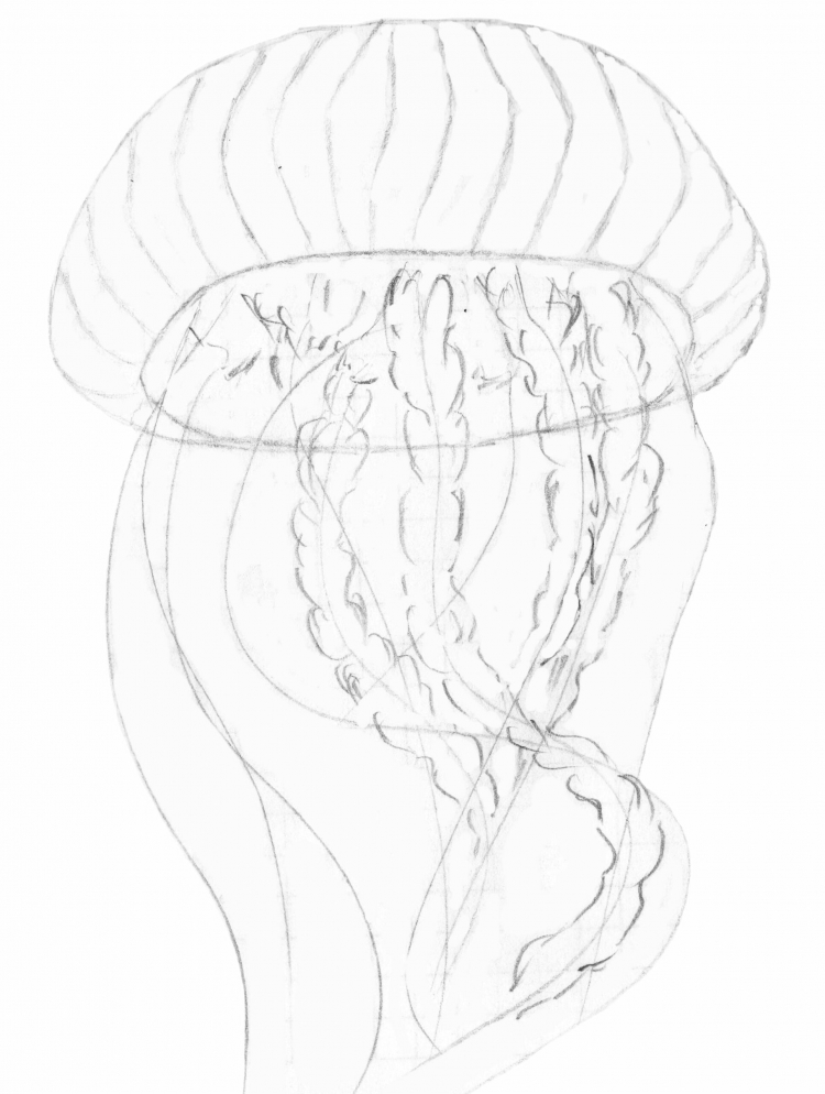Медуза рисунок карандашом поэтапно