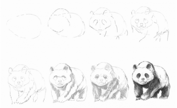 Рисунок панды карандашом поэтапно для начинающих