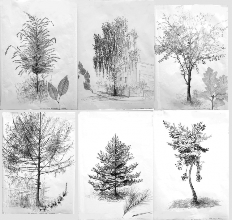 Зарисовки листьев различных пород деревьев карандашом