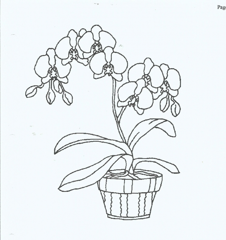 Орхидея в горшке рисунок поэтапно