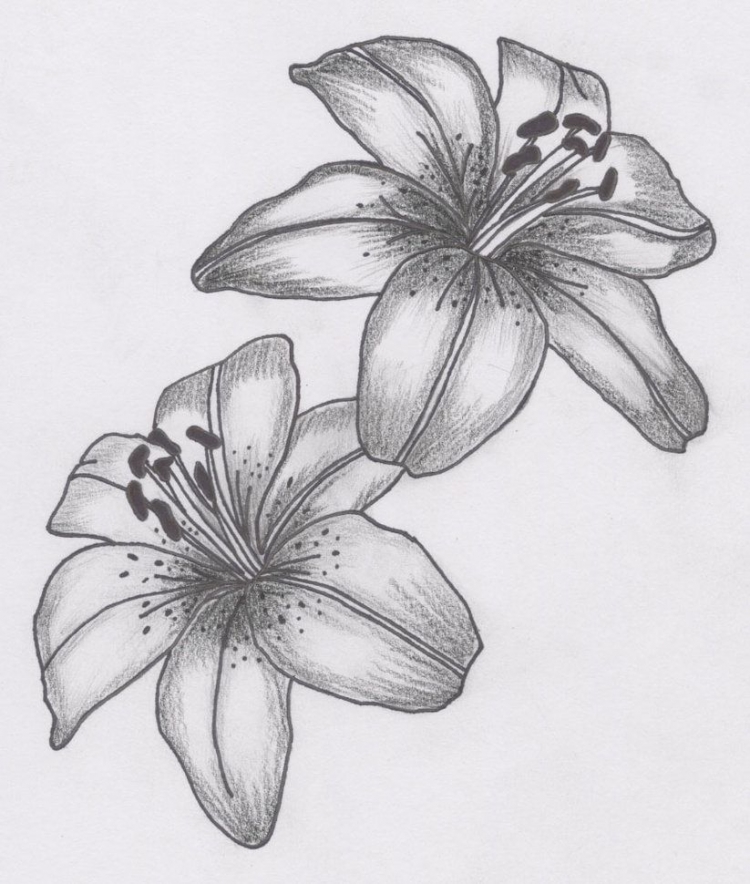 Цветок Лилия для срисовки