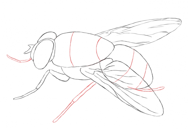 Рисунок мухи для срисовки
