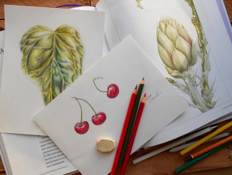 Ботаническая иллюстрация цветными карандашами Энн Свон