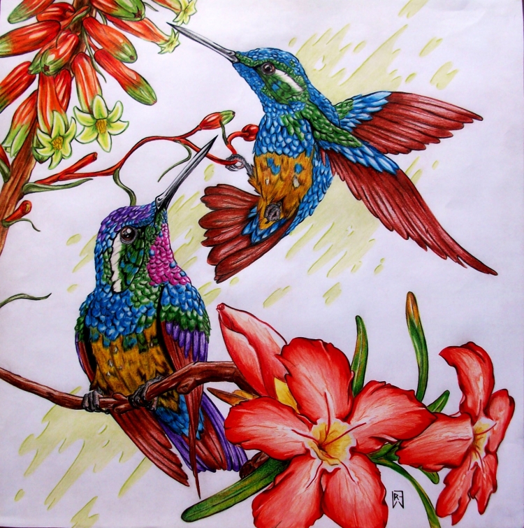 Колибри рисунок карандашом цветной