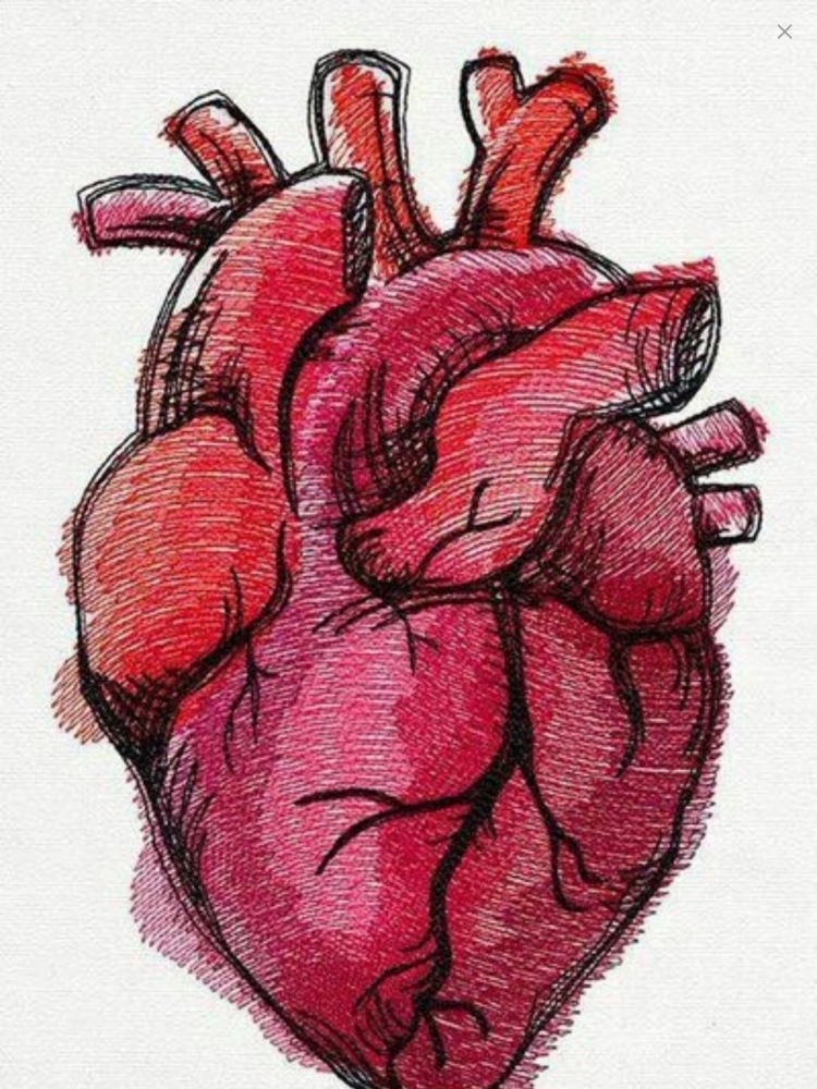 Сердце человека для срисовки