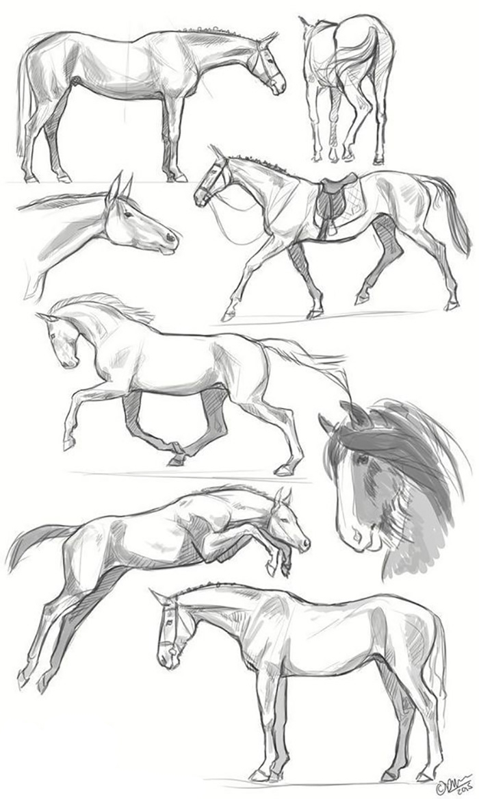 Позы лошадей для срисовки
