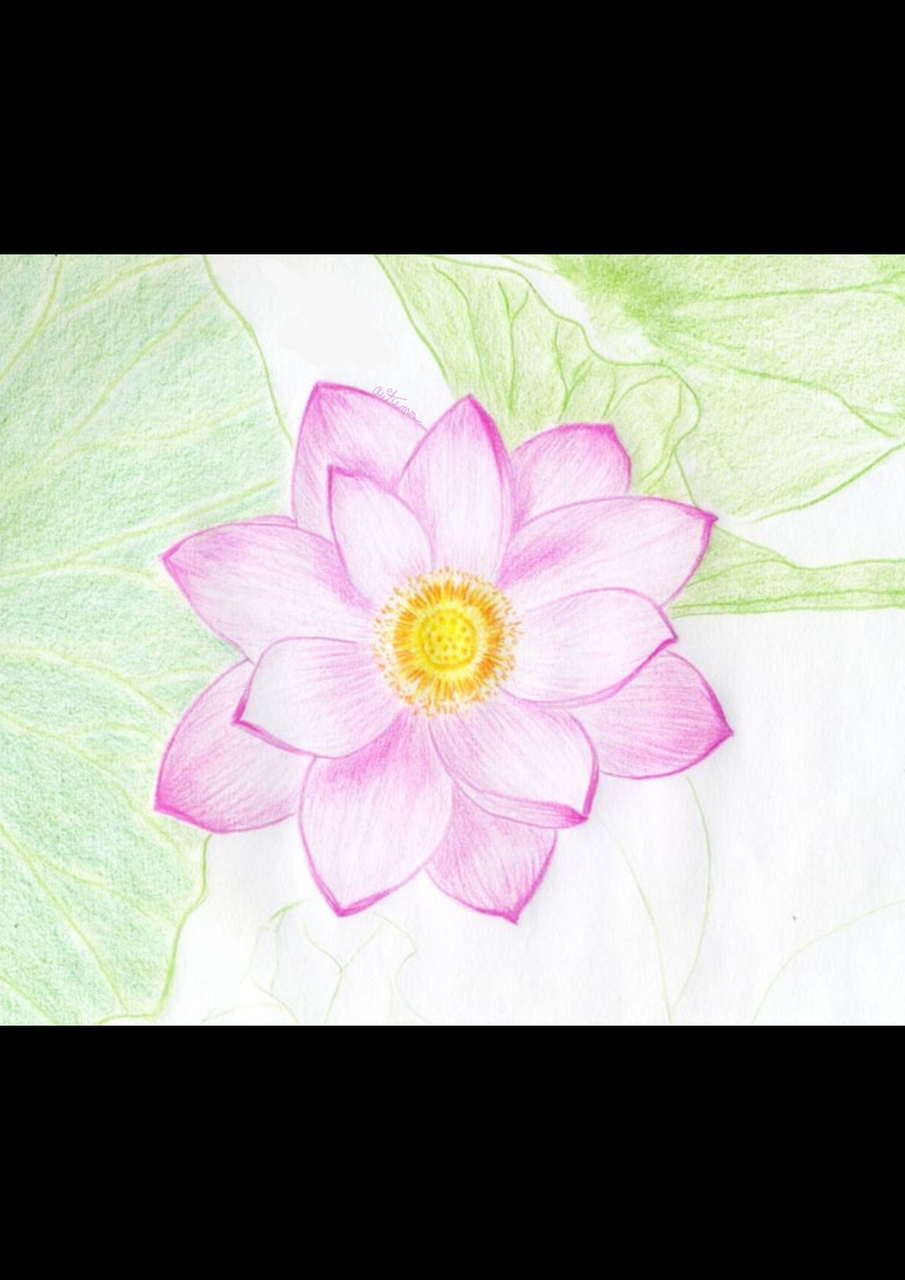 Цветок Лотос для срисовки - 49 фото
