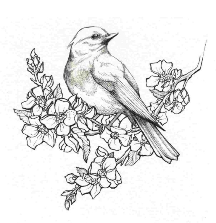 Рисунки для срисовки птицы на ветке