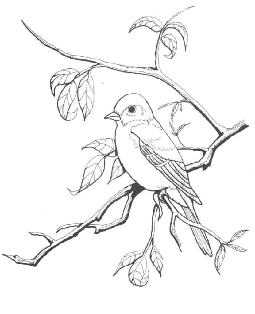 Рисунок карандашом двух зимующих птиц на ветке | Премиум векторы