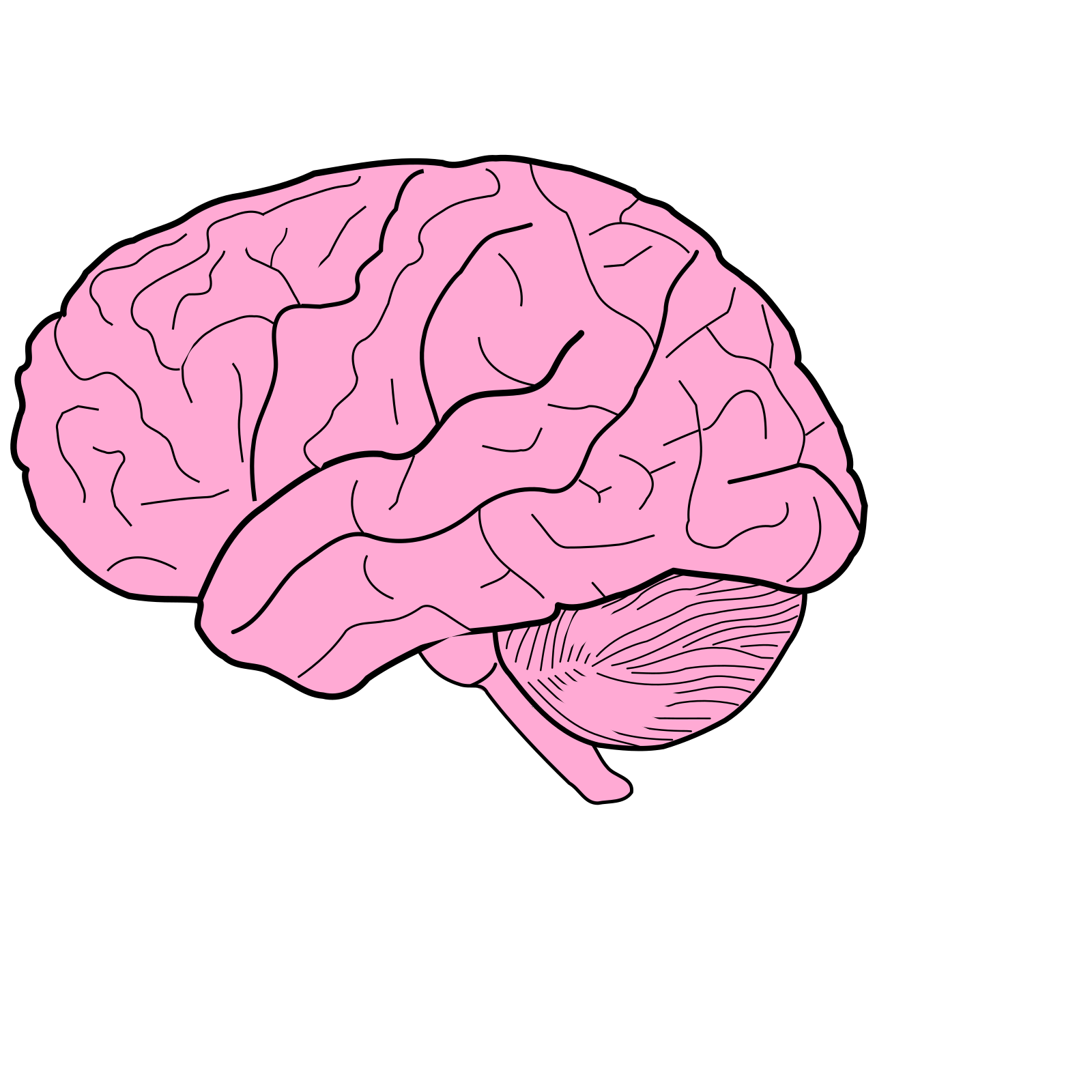 Как появился мозг. Мозг без фона. Мозг рисунок. Мозг для срисовки. Мозг на розовом фоне.