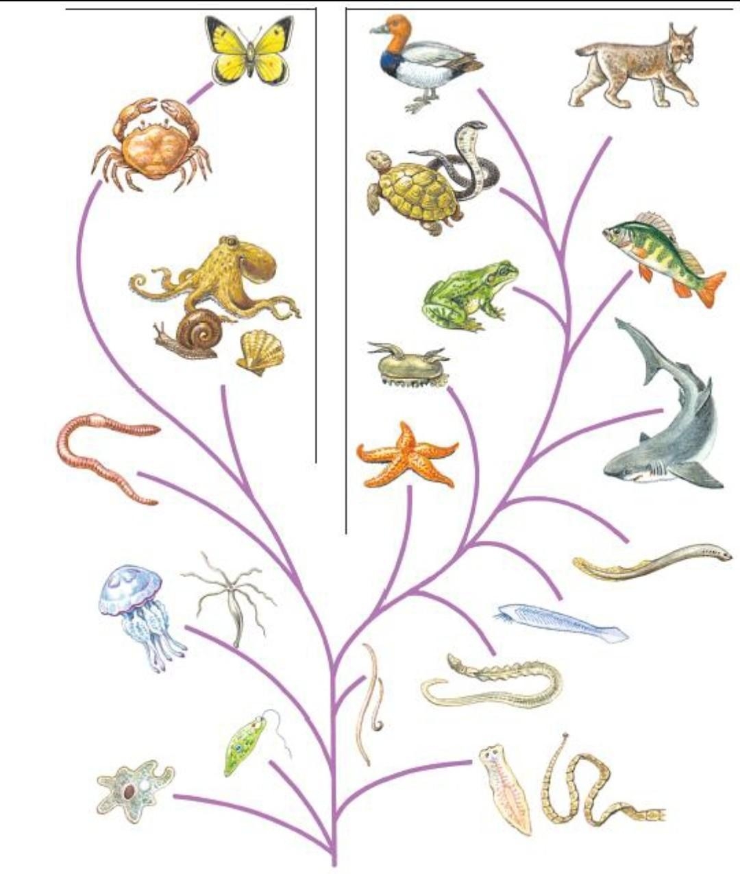 Схема эволюционного древа. Эволюционное Древо развития животных.