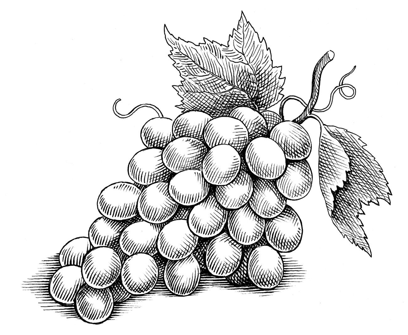 Раскраска виноградная гроздь 😻 распечатать бесплатно