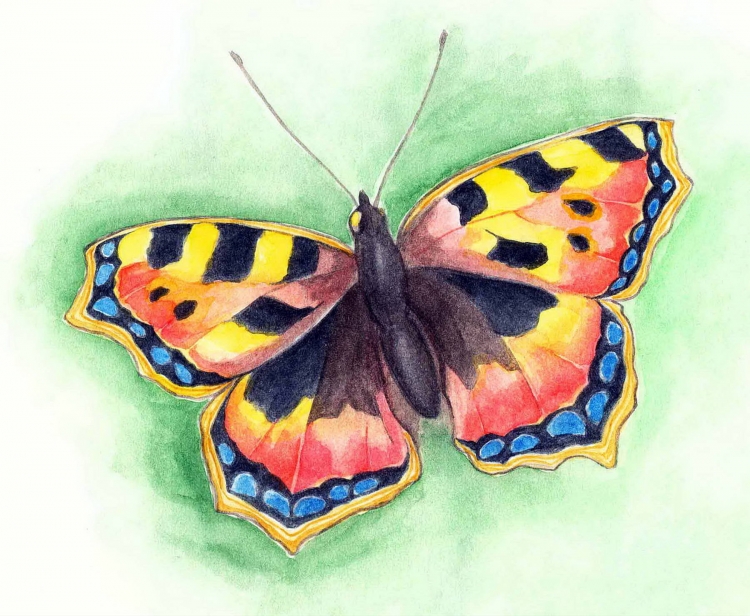 Рисунок на тему бабочка