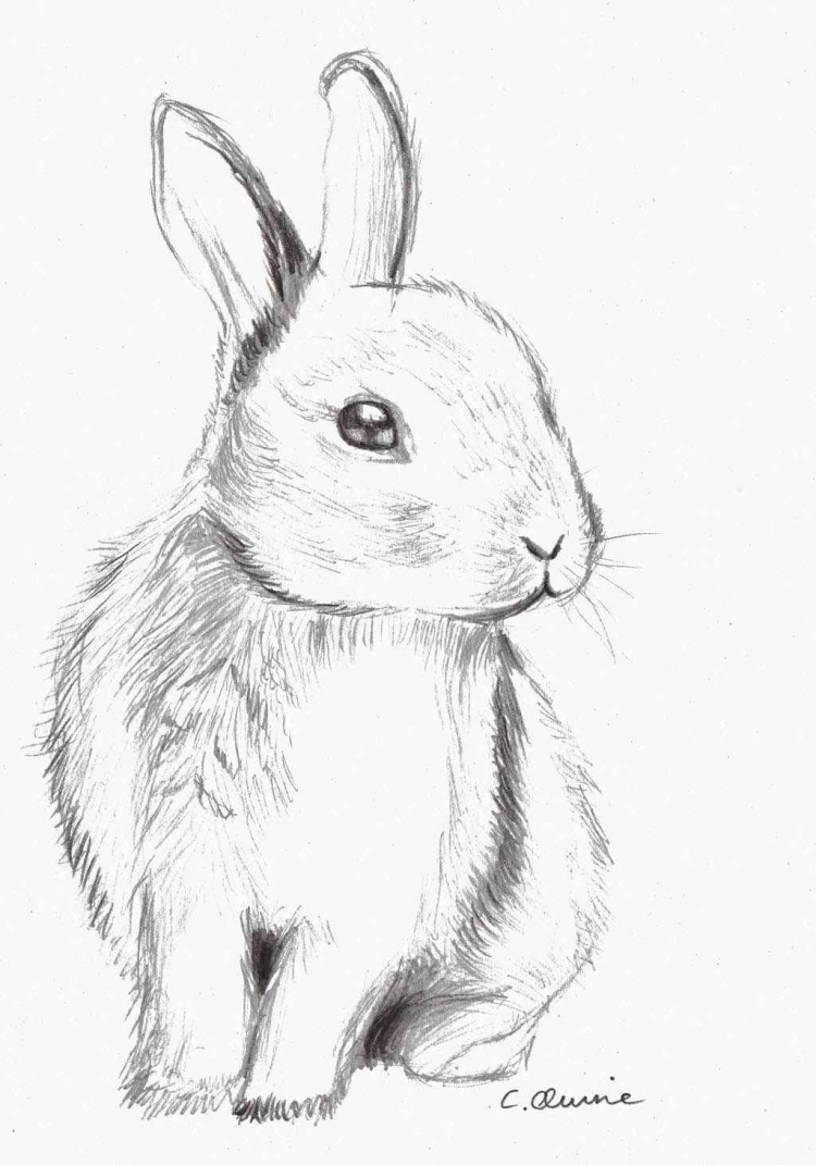 Рисунки кролика для срисовки лёгкие
