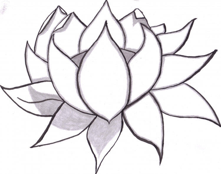 Цветок Лотос для срисовки