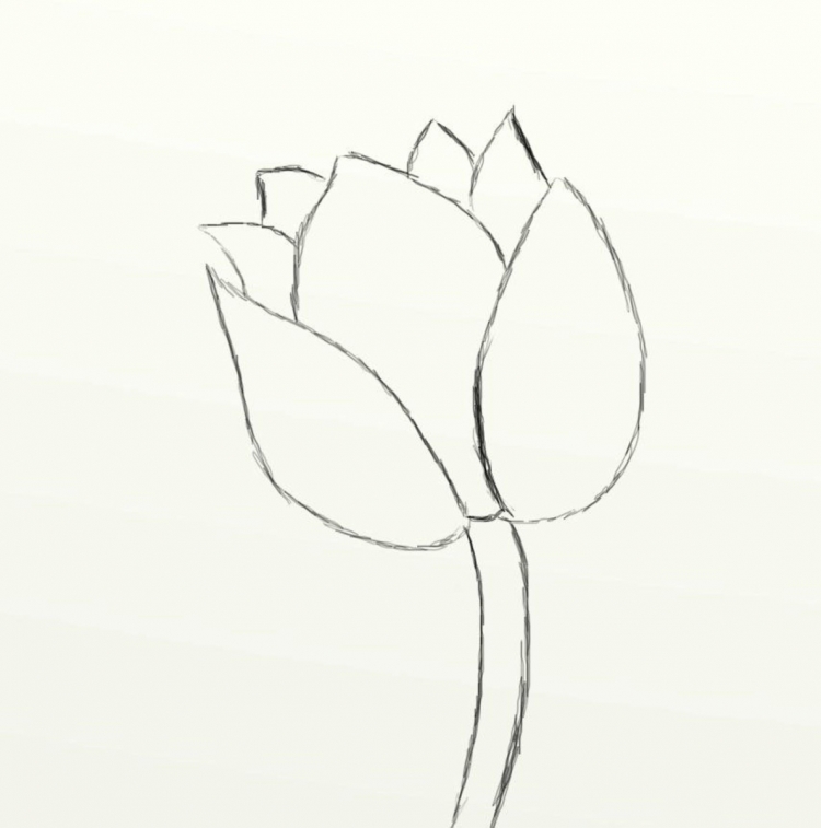 Рисунок тюльпана для срисовки легкие