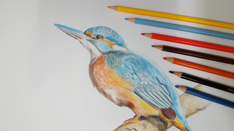 Зимородок цветными карандашами
